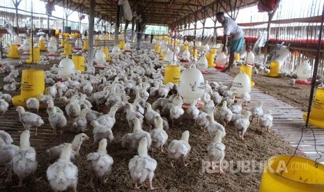 Pekerja memberikan pakan ternak di salah satu industri ternak ayam potong di kawasan Lambanjaya, Cikarang, Kabupaten Bekasi, Jawa Barat, Kamis (23/2). Menurut pengelola industri unggas setempat dalam sebulan mereka memasok permintaan 45 ribu ekor ayam poto