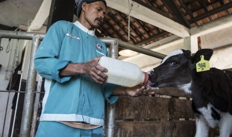 Pekerja memberikan susu ke sapi berumur muda di Balai Pengembangan Ternak Sapi Perah dan Hijauan Makanan Ternak Cikole, Lembang, Kabupaten Bandung Barat, Jawa Barat, Senin (18/9). 