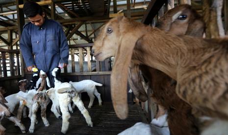 Kambing etawa. Kambing jenis ini diperkenalkan di tempat wisata Edupark Madiun.