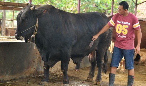 Pekerja membersihkan badan sapi jumbo di peternakan sapi Desa Bogares, Tegal, Jawa Tengah, Jumat (2/9).