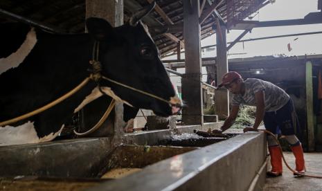 Pekerja membersihkan kandang sapi di salah satu peternakan sapi di Jakarta, Rabu (25/5/2022). Kementerian Pertanian memproyeksi kerugian ekonomi Indonesia akibat wabah penyakit mulut dan kuku (PMK) sapi bisa tembus Rp11,6 triliun. 