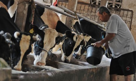 Pekerja memerah susu dari sapi di sebuah peternakan di kawasan Mampang, Jakarta Selatan, Ahad (22/4). (Republika/Aditya Pradana Putra)