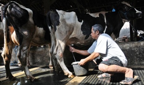 Pekerja memerah susu dari sapi di sebuah peternakan di kawasan Mampang, Jakarta Selatan, Ahad (22/4). (Republika/Aditya Pradana Putra)