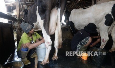 Pekerja memerah susu di peternakan sapi perah, Duren Tiga, Jakarta, Selasa (31/1).