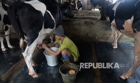 Pekerja memerah susu di peternakan sapi perah, Duren Tiga, Jakarta, Selasa (31/1).