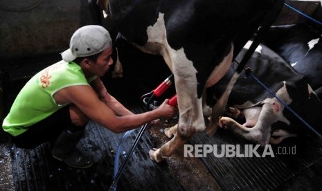  Pekerja memerah susu sapi di peternakan sapi perahan.