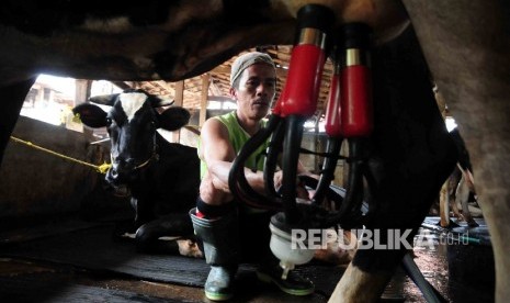  Pekerja memerah susu sapi di peternakan sapi perahan di kawasan Mampang, Jakarta, Selasa (15/3).