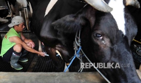 Pekerja memerah susu sapi di peternakan sapi perahan di kawasan Mampang, Jakarta, Selasa (15/3).