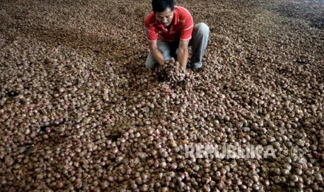 Seorang pekerja memeriksa bawang merah yang dikeringkan. (ilustrasi) 