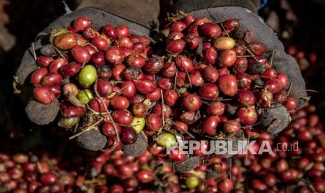  Pekerja memetik biji kopi robusta saat panen raya di Perkebunan Kopi Getas, Afdeling Assinan, PT Perkebunan Nusantara (PTPN) IX, Kabupaten Semarang, Jawa Tengah, Kamis (29/7/2021). 