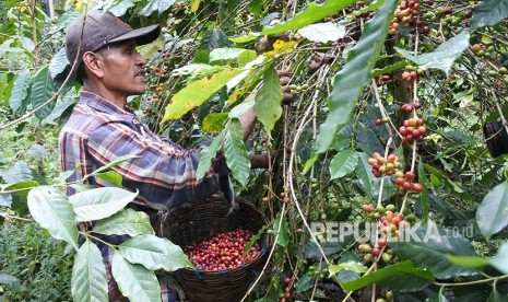 Pekerja memetik kopi Arabika di Desa Sukorejo, Sumber Wringin, Bondowoso, Jawa Timur. Kopi Bondowoso mendapat sertifikat IG dari Kemenkumham.