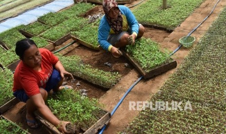 Pekerja memilah bibit cabai rawit di tempat persemaian di Kebonsari, Kabupaten Madiun, Jawa Timur, Selasa (31/1)