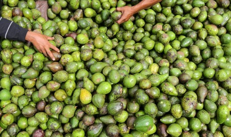 Pekerja memilah buah alpukat di Aceh Besar, Aceh, Sabtu (9/6).