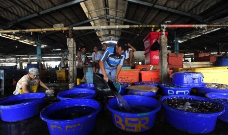 Pekerja memilah cumi di Pasar Ikan Muara Baru, Jakarta, Jumat (30/10).