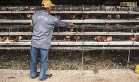 Pekerja memilah telur ayam di kandang ternak ayam telur di Cibeber, Cianjur, Jawa Barat, Rabu (30/11). 