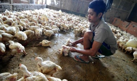 Pekerja memilih ayam potong siap jual di Jakarta, Selasa (22/4).