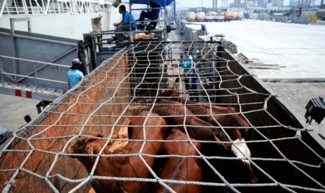  Pekerja memindahkan sapi impor Australia ke atas truk di Pelabuhan Tanjung Priok, Jakarta, Jumat (25/10).     (Republika/ Wihdan)