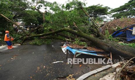 Pekerja memotong ranting pohon yang tumbang akibat hujan lebat disertai angin kencang. 