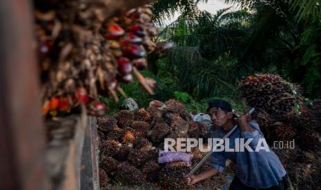 Pekerja menaikkan buah kelapa sawit yang baru panen di kawasan perkebunan sawit di Desa Berkat, Bodong-Bodong, Mamuju Tengah, Sulawesi Barat, Kamis (10/3/2022). Harga buah tandan segar (BTS) kelapa sawit nasional saat ini berada di level terendah di Papua Barat sebesar Rp2.756,73 per kilogram dan tertinggi di Sumatera Barat sebesar Rp3.733,02 per kilogram dan diprediksi akan naik terkait konflik Rusia dan Ukraina.