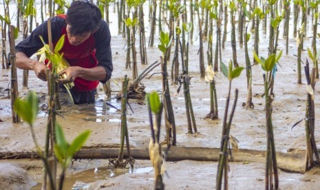 Pencegahan Abrasi: Pekerja menanam pohon magrove di Taman Ekowisata Mangrove Tangkolak, Cilamaya Wetan, Karawang, Jawa Barat, Sabtu (23/2/2019). 