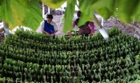 Pekerja menata daun tembakau sebelum dikeringkan di Klaten, Jawa Tengah.