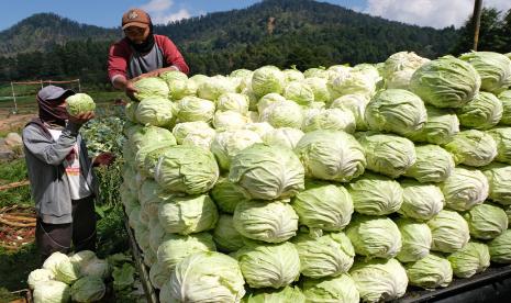 Pekerja menata sayur kubis yang baru dipanen di perladangan kawasan dataran tinggi Dieng Desa Sikunang, Kejajar, Wonosobo, Jawa Tengah, Rabu (19/8/2020). Menurut petani sejak pandemi COVID-19 lima bulan lalu harga kubis terus merosot dari Rp3.500 per kilogram menjadi Rp500 per kilogram di tingkat petani akibat menurunnya permintaan pasar. 