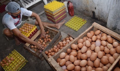 Pekerja menata telur ayam di tempat usaha ternak ayam petelur di Takeran, Magetan, Jawa Timur, Jumat (13/7).