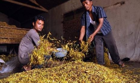 Pekerja mencampur tembakau rajangan dengan gula pasir sebelum dijemur. (ilustrasi)