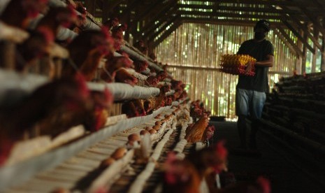 Pekerja mengambil telur ayam di sebuah peternakan di Kampung Yudanegara, Ciamis, Jawa Barat, Rabu (30/3).