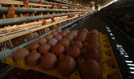 Pekerja mengambil telur ayam di sebuah peternakan di Kampung Yudanegara, Ciamis, Jawa Barat, Rabu (30/3).