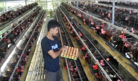 Pekerja mengambil telur ayam negeri di Cisadane Prima Farm, Kelurahan Cilendek Barat, Kota Bogor, Jawa Barat, Kamis (27/12/2018). 