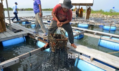 Pekerja mengangkat keranjang saat panen perdana budi daya tiram menggunakan sistem keramba apung di Desa Tibang, Kecamatan Syiah Kuala, Banda Aceh, Selasa (19/3).