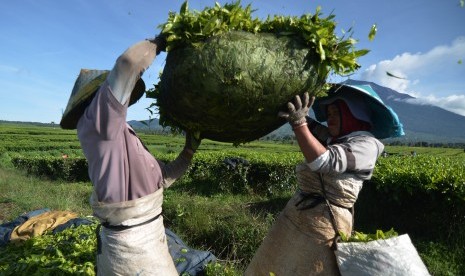 Pekerja mengangkat pucuk daun teh hasil panen di lahan PT. Perkebunan Nusantara VI (PTPN VI), Kersik Tuo, Kayu Aro, Kerinci, Jambi, Rabu (20/5).