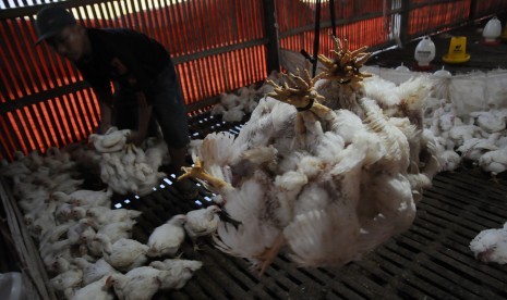 Pekerja mengangkut ayam potong di peternakan kawasan Cilodong, Depok, Jawa Barat.