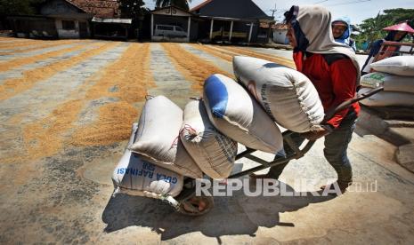 Pekerja mengangkut gabah yang baru selesai dijemur di penggilingan KUD Tasikardi, Kramatwatu, Serang, Banten, Kamis (10/3/2022). Menurut pemilik usaha penggilingan, sejak sepekan terakhir harga gabah kering giling di tingkat petani naik dari Rp4.400 menjadi Rp4.600 per kilogram. 