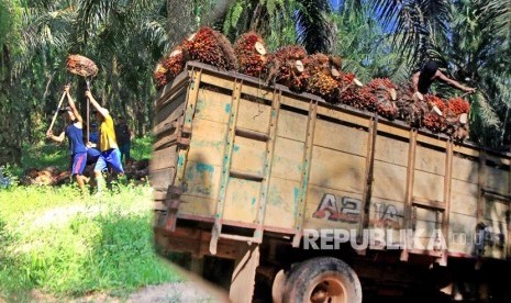 Pekerja mengangkut kelapa sawit kedalam truk di Perkebunan sawit. (ilustrasi)