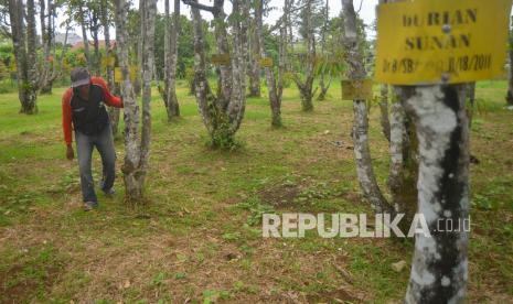 Pekerja mengecek kondisi indukan durian di Balai Benih Induk Tanaman Pangan dan Hortikultura Sumatera Barat, Lubuk Minturun, Padang. Gubernur Sumbar Mahyeldi berharap petani meraup untuk akibat banjir durian.