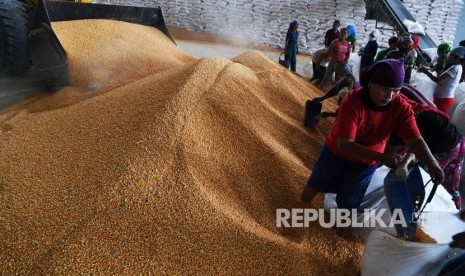 Pekerja mengemas jagung yang akan didistribusikan ke peternak di Gudang Bulog, Surabaya, Jawa Timur, Kamis (24/1/2019). 