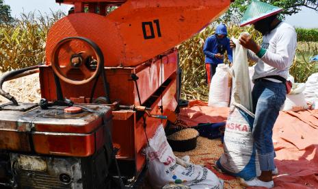 Pekerja menggunakan mesin pemipil merontokkan jagung saat panen di Kota Madiun, Jawa Timur, Rabu (3/11/2021). Sejumlah petani di wilayah tersebut memasuki musim panen jagung dan hasilnya dijual dengan harga Rp3.700 per kilogram dalam kondisi basah atau Rp5.200 per kilogram dalam kondisi kering.