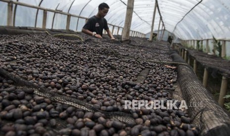 Pekerja mengolah biji kopi natural arabica di Basecamp Persaudaraan Gunung Puntang Indonesia (PGPI) Shelter Kopi Sunda Hejo, Gunung Puntang, Kabupaten Bandung, Jawa Barat (Ilustrasi)