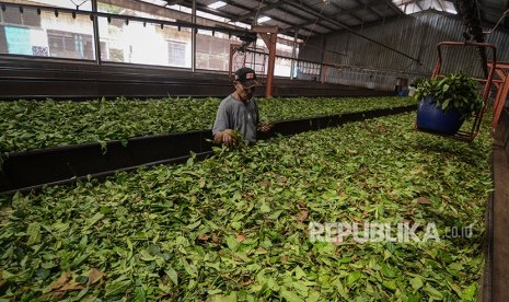 Pekerja mengolah teh hitam di Pabrik Pengolahan PT Perkebunan Nusantara (PTPN) VIII di Sukawana, Kabupaten Bandung Barat, Jawa Barat, Jumat (11/5).