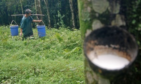 Pekerja mengumpulkan hasil sadapan getah karet di perkebunan milik PT Perkebunan Nusantara (PTPN) IX di Ngobo, Bergas, Kabupaten Semarang, Jawa Tengah, Rabu (18/1). 