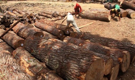  Pekerja mengumpulkan kayu hasil tebangan di kawasan hutan yang dikelola Perum Perhutani di Tulungagung, Jawa Timur.