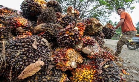 Pemerintah Indonesia mulai melakukan uji coba pembuatan bensin dengan minyak sawit industri atau bensa skala demo plant untuk kendaraan bermotor, bekerja sama dengan Institut Teknologi Bandung (ITB).