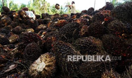 Pekerja mengumpulkan tandan buah segar (TBS) sawit (ilustrasi). Harga minyak sawit mentah atau CPO di Jambi pada periode 19-25 November 2021, turun sebesar Rp 339.