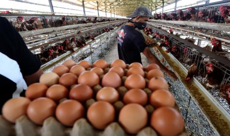 cara usaha telur ayam di malaysia