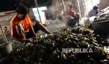  Pekerja mengupas kerang hijau di Muara Angke, Jakarta Utara, beberapa waku lalu. 