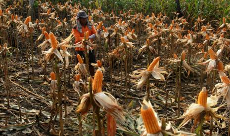 Pemkab Garut Perluas Lahan Jagung untuk Tingkatkan Produksi (ilustrasi).