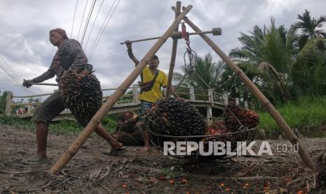 Pekerja menimbang tandan buah segar (TBS) kelapa sawit di Bram Itam, Tanjungjabung Barat, Jambi, Selasa (15/3/2022). Harga minyak sawit mentah atau Crude Palm Oil (CPO) di Jambi pada periode 27 Mei - 2 Juni 2022 mengalami penurunan cukup signifikan senilai Rp 797 per kilogram dari Rp 12.277 per kilogram menjadi Rp 11.480 per kilogram. 