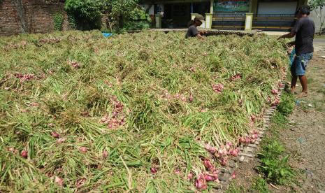 Pekerja menjemur bawang merah varietas Thailand di Desa Dukuh Klopo, Kecamatan Peterongan, Kabupaten Jombang, Jawa Timur, Jumat (16/9/2022). Menurut tengkulak harga bawang merah di Jatim saat mengalami penurunan dari sebelumnya Rp25 ribu per kilogram menjadi Rp20 ribu, karena pasokan bawang merah dari Bima melimpah dengan harga lebih murah yakni Rp17 ribu per kilogramnya. 